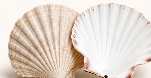 Wedding Pack – 100 Shells