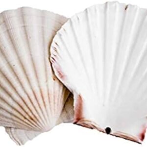 Scallop Shells Wedding pack